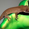 #CrestedGecko #GekonOrzęsiony #RhacodactylusCiliatus