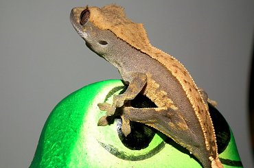 #CrestedGecko #GekonOrzęsiony #RhacodactylusCiliatus