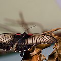 Motyl... #arietiss #fauna #makro #motyl #owady
