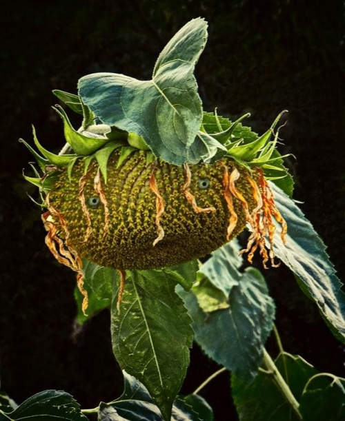 Pani Słonecznikowa w jesiennym kapelusiku. #portret #przyroda #żart