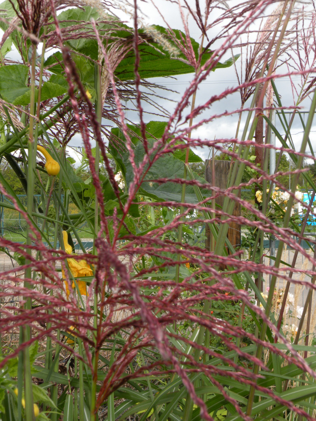 Miscanthus 'Malepartus'