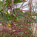 Miscanthus 'Malepartus'