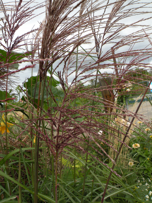 Miscanthus 'Malepartus'