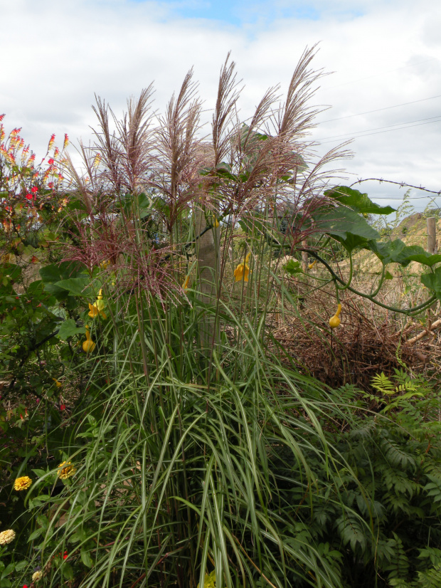 Miscanthus 'Malepartus'