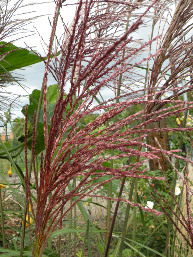 Miscanthus 'Malepartus'