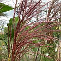 Miscanthus 'Malepartus'