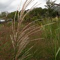 Miscanthus 'Wodan'