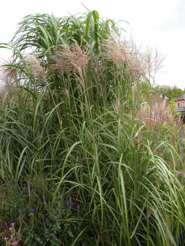 Miscanthus 'Goliath'