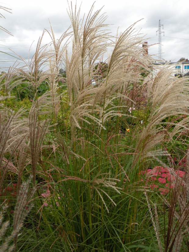 Miscanthus 'Kleine Fontäne'