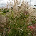 Miscanthus 'Kleine Fontäne'