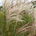 Miscanthus 'Kleine Fontäne'