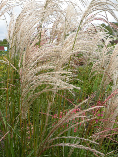 Miscanthus 'Kleine Fontäne'