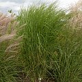 Miscanthus 'Gracillimus'