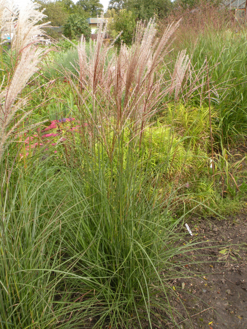 Miscanthus 'Little Silver Spider'