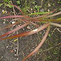 Miscanthus Ghana