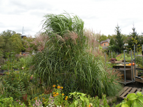 Miscanthus 'Goliath'