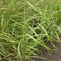 Miscanthus 'Wodan'