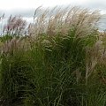 Miscanthus Red Chief