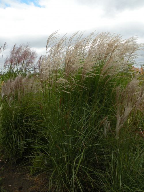 Miscanthus Red Chief