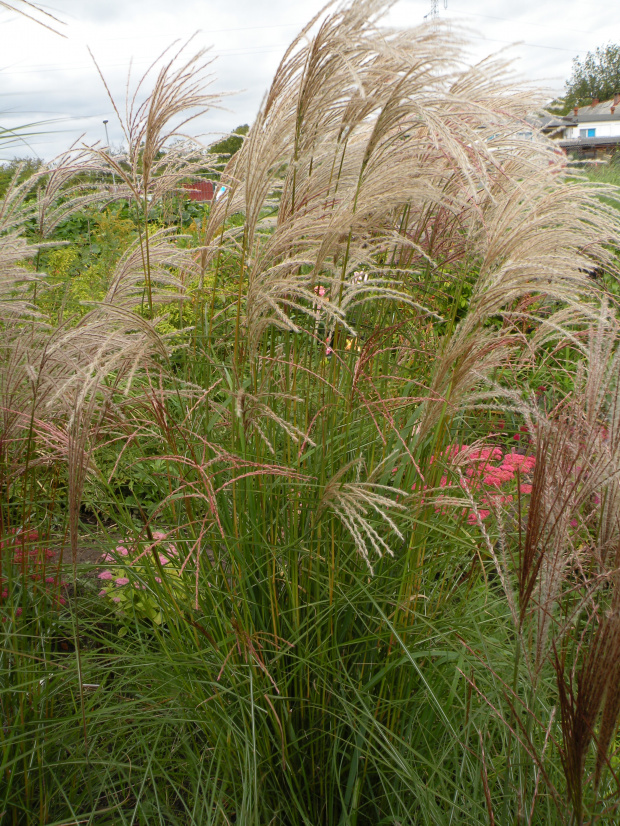 Miscanthus 'Kleine Fontäne'