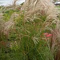 Miscanthus 'Kleine Fontäne'