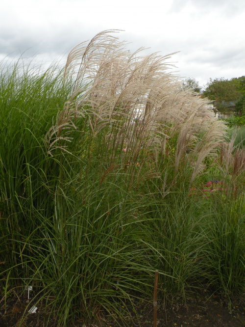 Miscanthus Red Chief