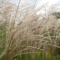 Miscanthus Red Chief