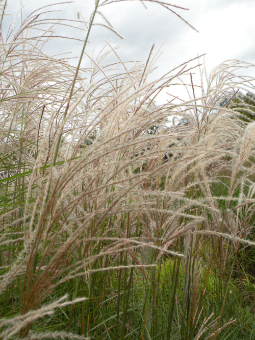 Miscanthus Red Chief