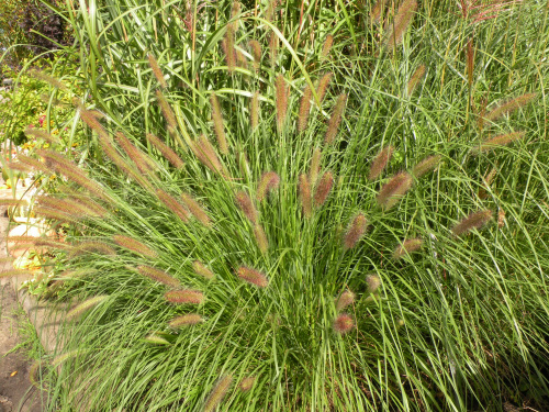 Pennisetum