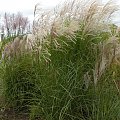 Miscanthus Red Chief