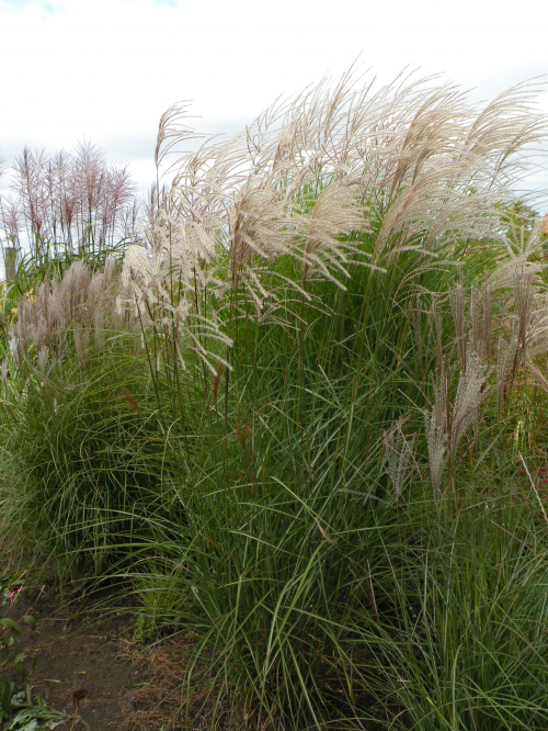 Miscanthus Red Chief