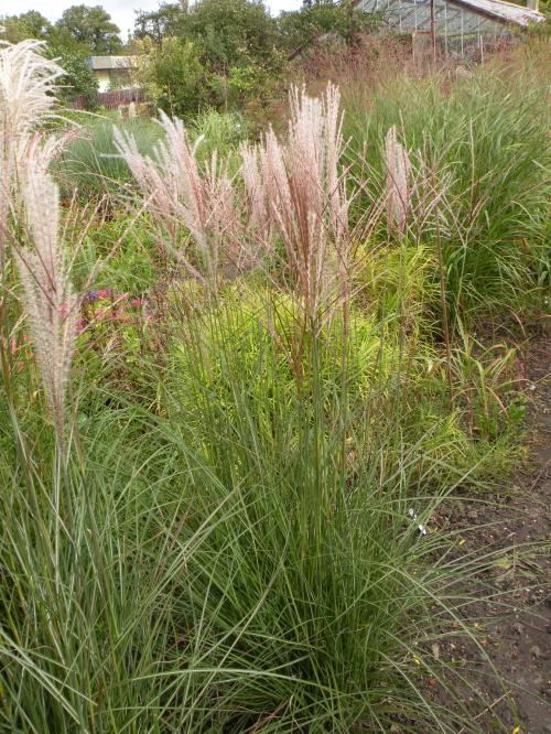 Miscanthus 'Little Silver Spider'