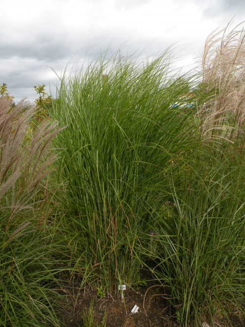 Miscanthus 'Gracillimus'