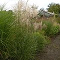 Miscanthus Red Chief