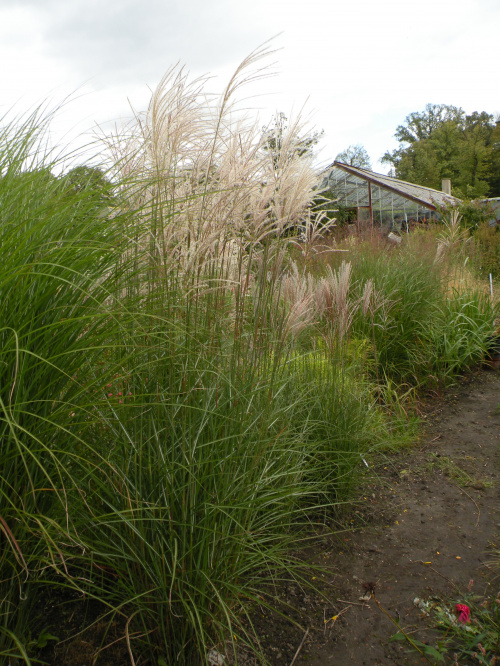 Miscanthus Red Chief