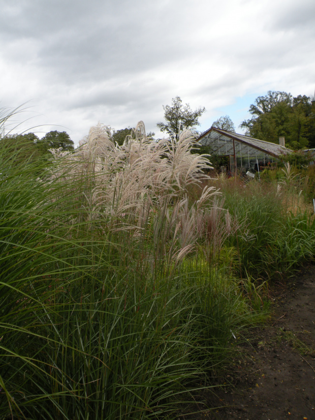 Miscanthus Red Chief