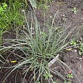 Miscanthus 'Little Kitten'