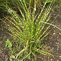 Miscanthus 'Gold Bar'