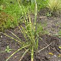 Miscanthus 'Gold Bar'