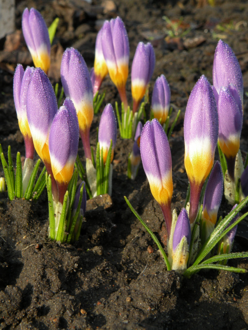 Crocus sieberi ssp. sublimis 'Tricolor