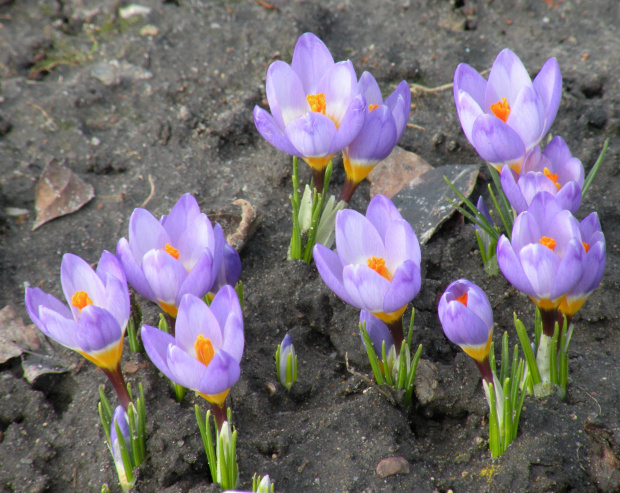 Crocus sieberi ssp. sublimis 'Tricolor