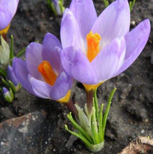 Crocus sieberi ssp. sublimis 'Tricolor