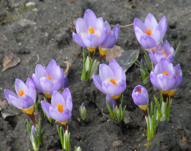 Crocus sieberi ssp. sublimis 'Tricolor