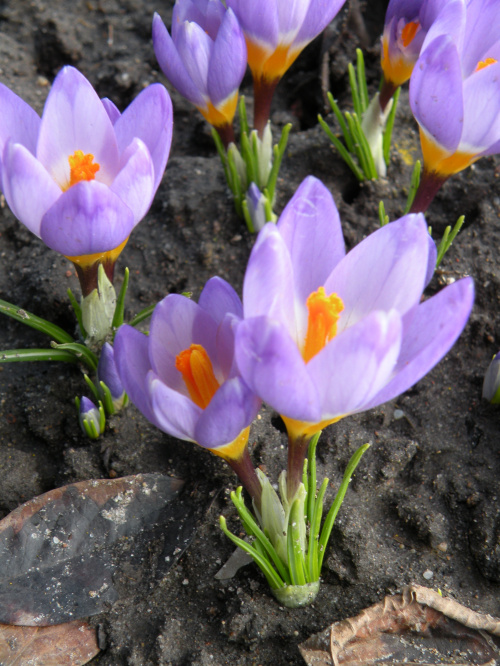 Crocus sieberi ssp. sublimis 'Tricolor