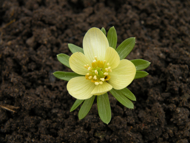 Eranthis 'Schwefelglanz'