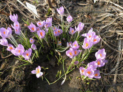 Crocus sieberi ssp. sublimis 'Tricolor