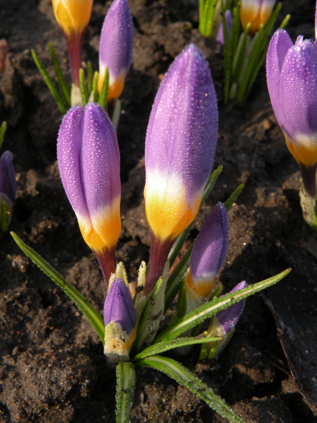 Crocus sieberi ssp. sublimis 'Tricolor