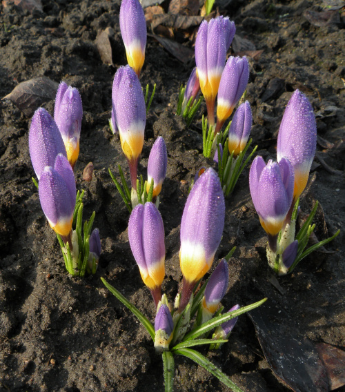 Crocus sieberi ssp. sublimis 'Tricolor