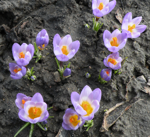 Crocus sieberi ssp. sublimis 'Tricolor