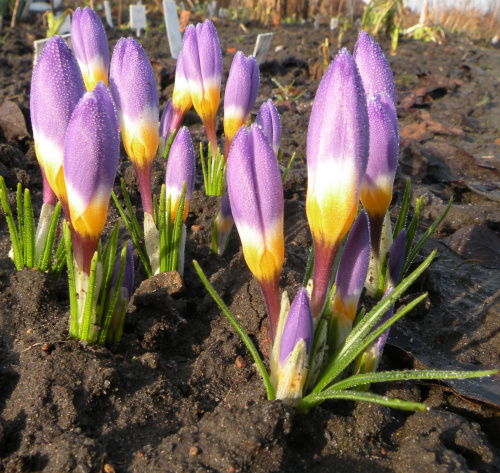 Crocus sieberi ssp. sublimis 'Tricolor